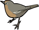 Abyssinian Ground Thrush