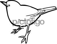 Abyssinian Ground ThrushFreehand Image