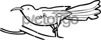 Aabyssinian ScimitarbillFreehand Image