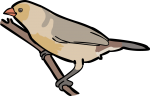 Abyssinian Waxbill