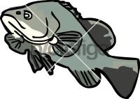 Cod FishFreehand Image