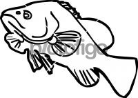 Cod FishFreehand Image