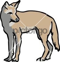 CoyoteFreehand Image