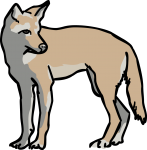 Coyote