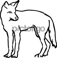 CoyoteFreehand Image