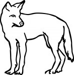 Coyote