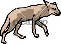 Coyote