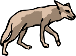 Coyote