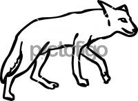 CoyoteFreehand Image