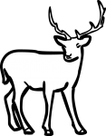 Deer freehand drawings