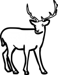 Deer