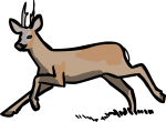 Deer freehand drawings
