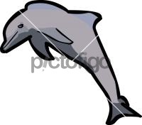 Dolphin