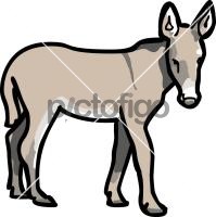 Donkey