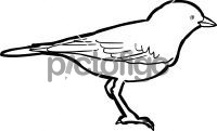 Bar Tailed LarkFreehand Image