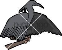 Black Heron