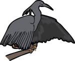 Black Heron freehand drawings