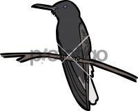 Black JacobinFreehand Image