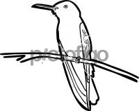 Black JacobinFreehand Image