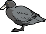 Blue Duck freehand drawings