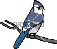 Blue Jay