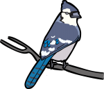 Blue Jay