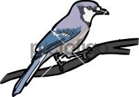 Blue JayFreehand Image