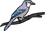 Blue Jay