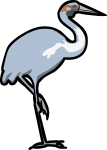 Brolga