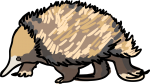 Echidna