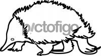 EchidnaFreehand Image