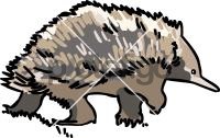 EchidnaFreehand Image