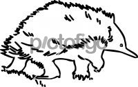 EchidnaFreehand Image