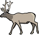 Elk Wapiti