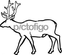 Elk WapitiFreehand Image