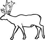 Elk Wapiti