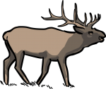 Elk Wapiti