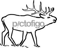 Elk WapitiFreehand Image
