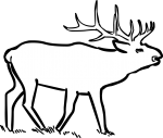 Elk Wapiti freehand drawings