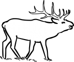 Elk Wapiti