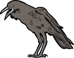 Cape Crow