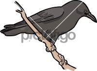 Cape CrowFreehand Image