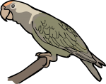 Cape Parrot