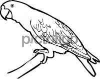 Cape ParrotFreehand Image