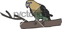 Cape ParrotFreehand Image