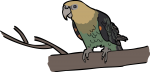 Cape Parrot