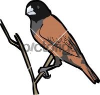 Chestnut Munia