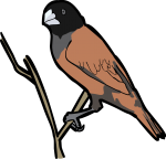 Chestnut Munia freehand drawings