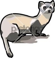 FerretFreehand Image