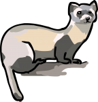 Ferret freehand drawings